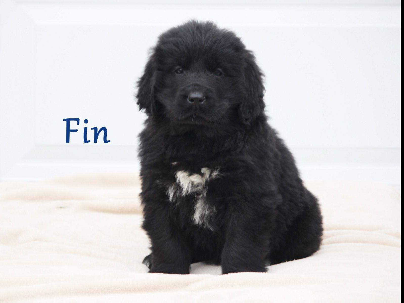 newfoundland puppies price newfoundland for sale by weaver american kennel club newfoundland puppies price newfoundland for sale by weaver american kennel club