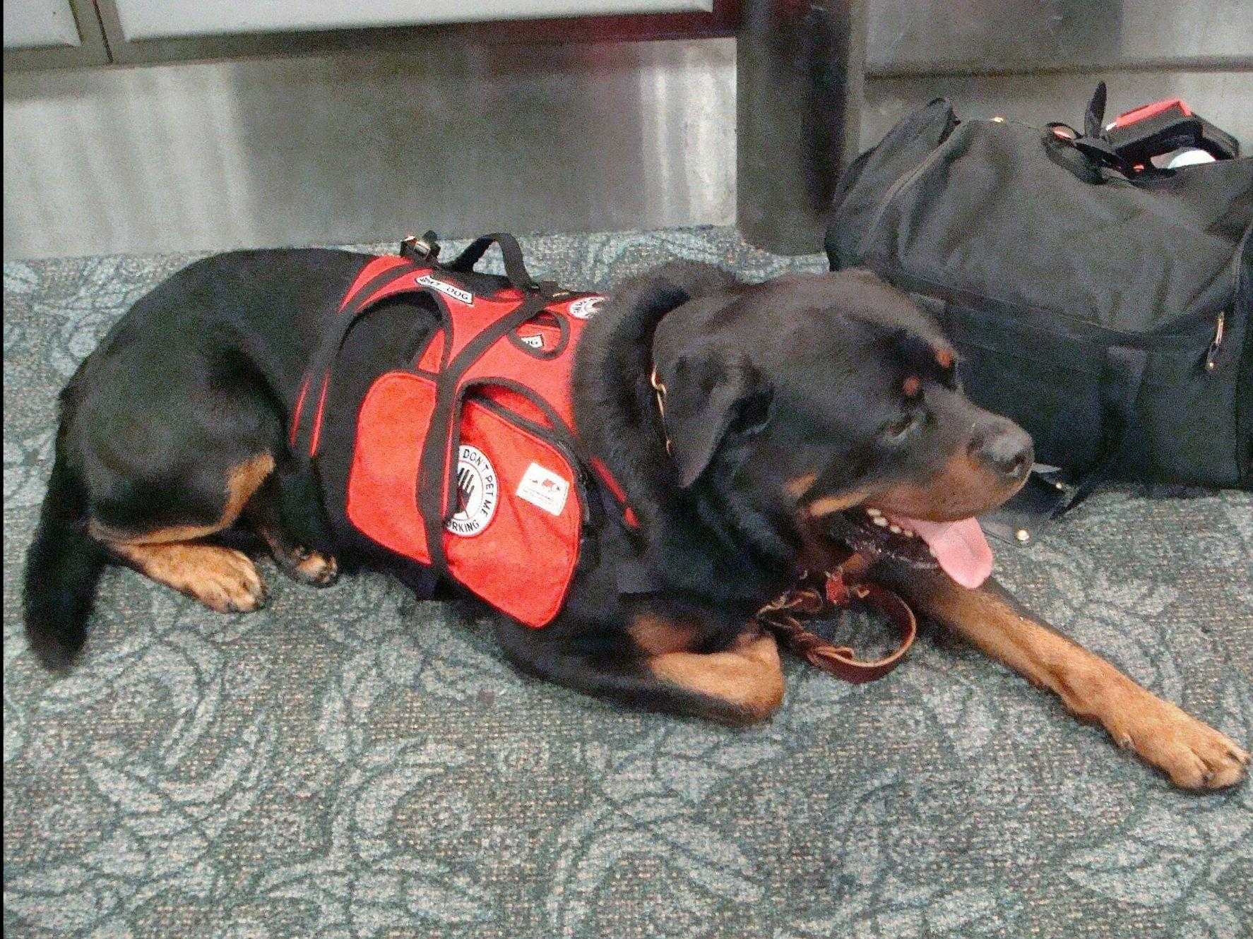 evie rottweiler evie rottweiler puppies for sale evie rottweiler evie rottweiler puppies for sale