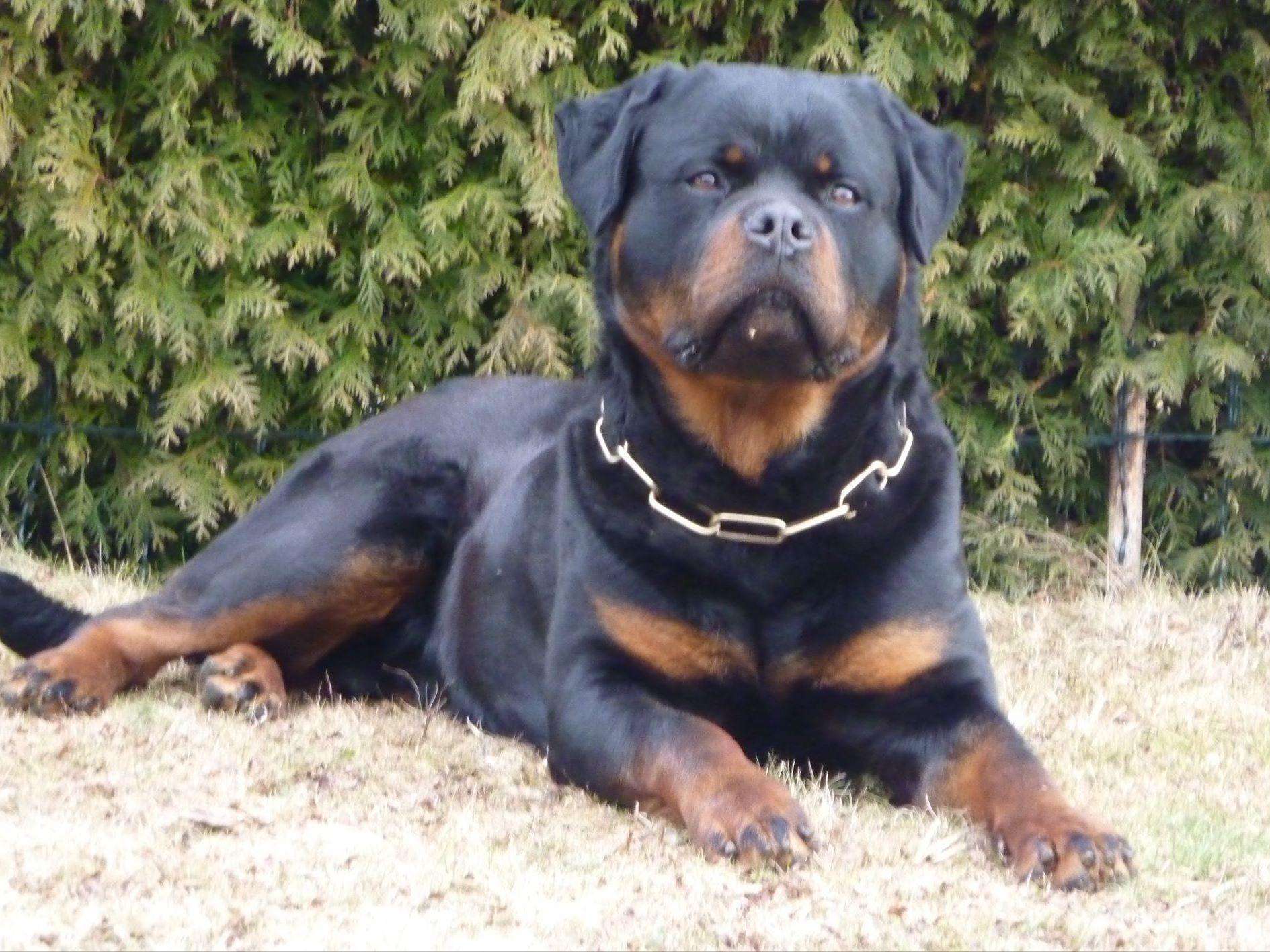 evie rottweiler evie rottweiler puppies for sale evie rottweiler evie rottweiler puppies for sale