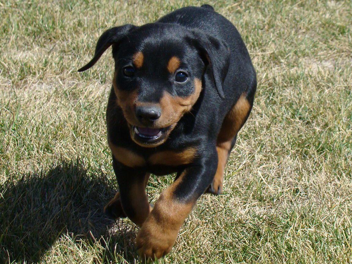 Daveren German Pinschers Puppies For Sale