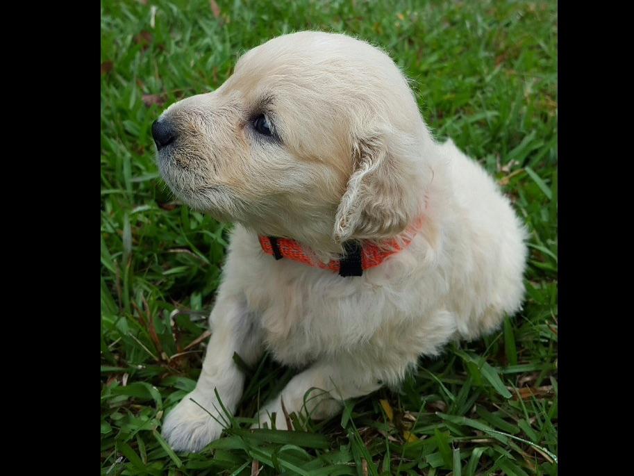 puppies for sale in beaumont tx akc puppies for sale near beaumont akc marketplace puppies for sale in beaumont tx akc puppies for sale near beaumont akc marketplace
