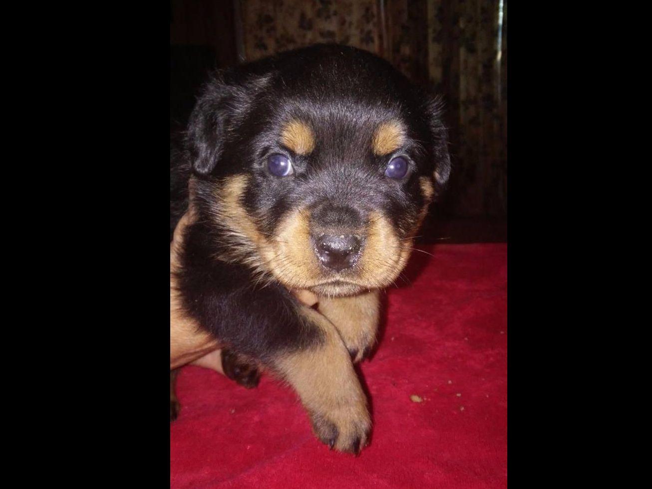 gentry creek rottweilers rottweiler for sale by american kennel club gentry creek rottweilers rottweiler for sale by american kennel club