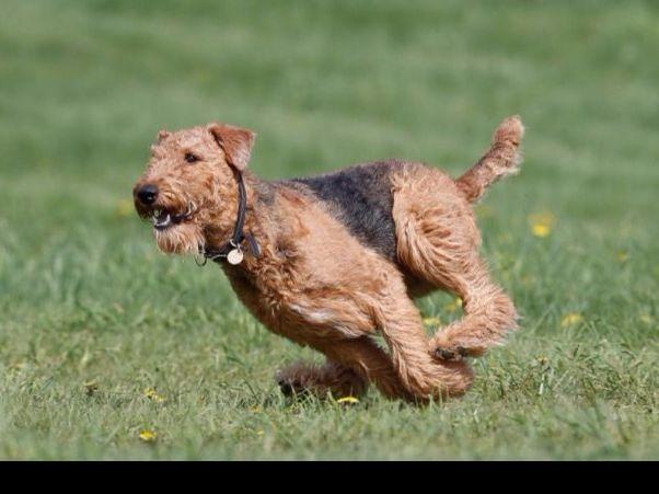 airedale puppies for sale in michigan airedale terrier puppies for sale near fork union virginia akc marketplace airedale puppies for sale in michigan airedale terrier puppies for sale near fork union virginia akc marketplace