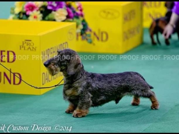 dachshund puppies las vegas birkendachs dachshunds breeders las vegas nv dachshund puppies las vegas birkendachs dachshunds breeders las vegas nv