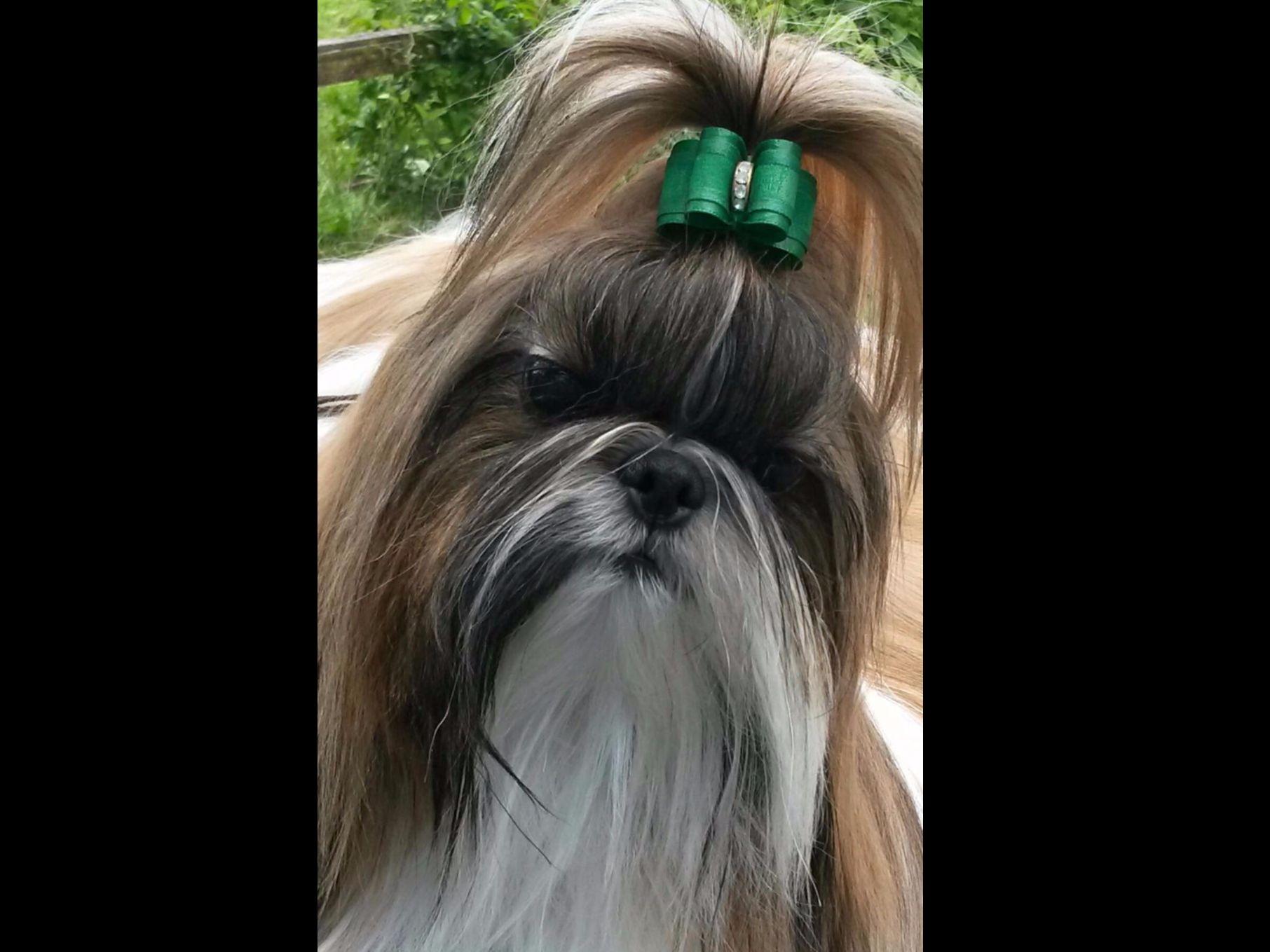 falling shih tzu falling shih tzu puppies for sale falling shih tzu falling shih tzu puppies for sale