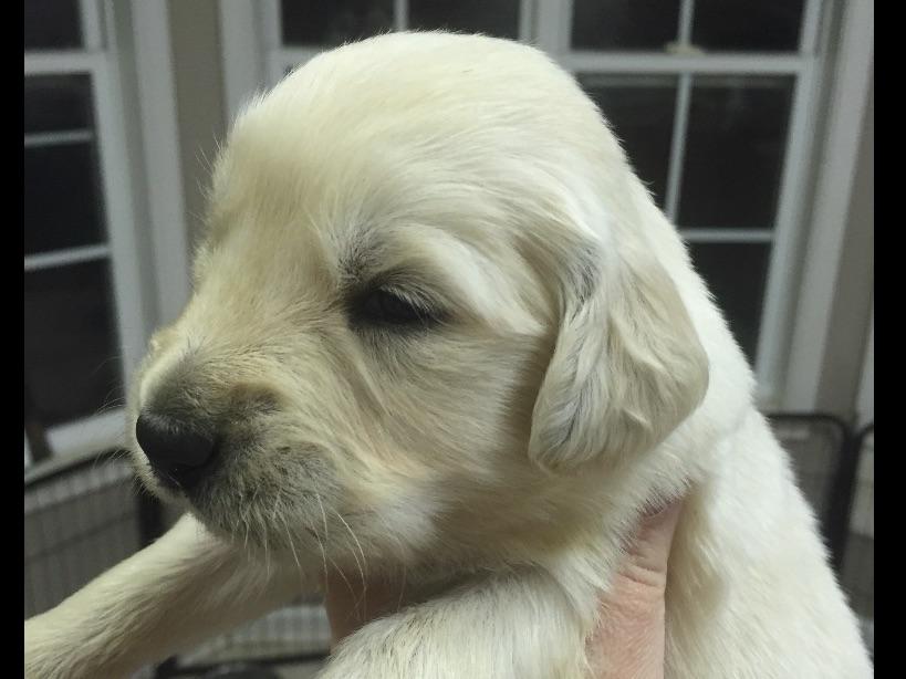 best vacuum for golden retriever hair golden retriever for sale by american kennel club best vacuum for golden retriever hair golden retriever for sale by american kennel club