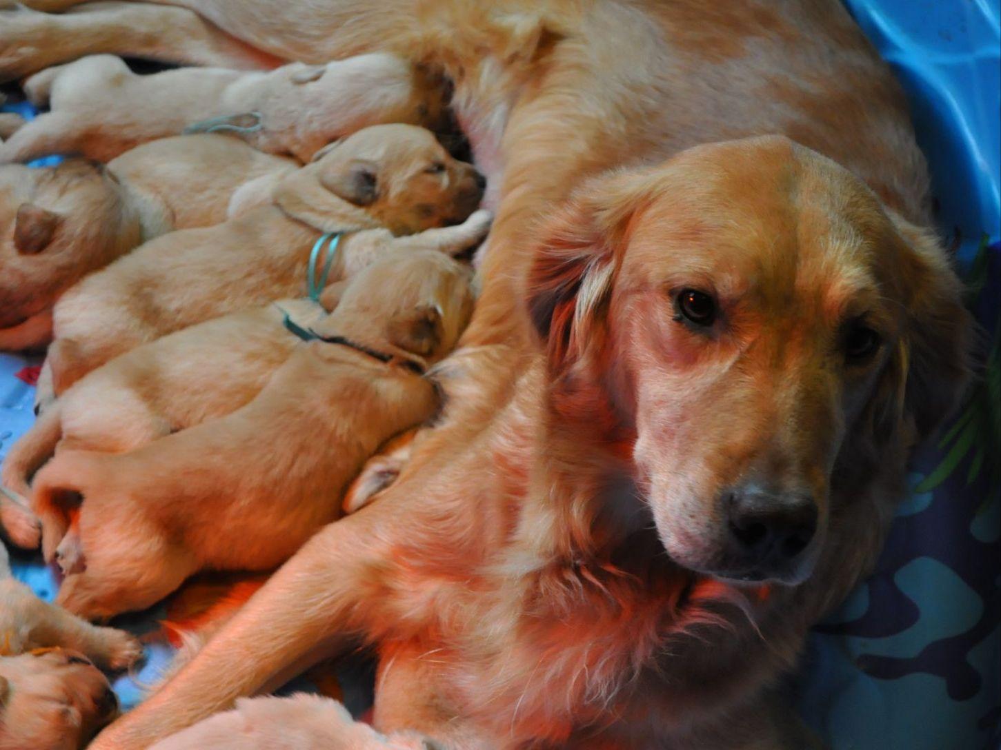 golden retriever dew claws golden retriever for sale by swanson american kennel club golden retriever dew claws golden retriever for sale by swanson american kennel club