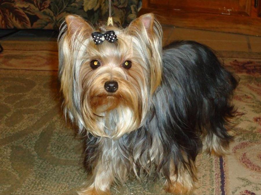 american yorkie terrier for sale by yorkie forever american kennel club american yorkie terrier for sale by yorkie forever american kennel club