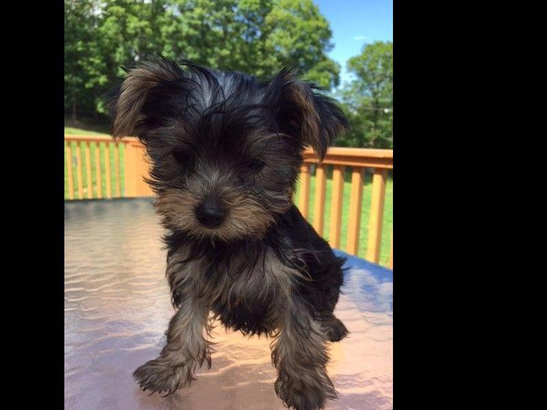 new york yorkie breeders yorkies in new york terrier puppies for sale new york yorkie breeders yorkies in new york terrier puppies for sale