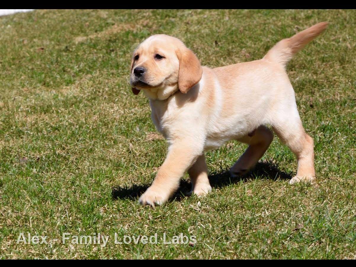 English Lab Puppy "Family Loved Labs" Labrador Retriever Puppies For Sale