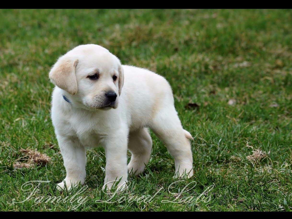 English Lab Puppy "Family Loved Labs" Labrador Retriever Puppies For Sale