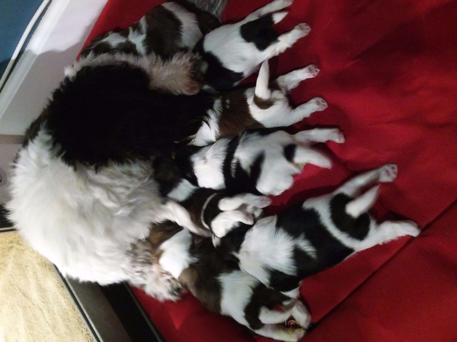 wendy hill shih tzu shih tzu puppies for sale near fleetwood carolina akc marketplace wendy hill shih tzu shih tzu puppies for sale near fleetwood carolina akc marketplace