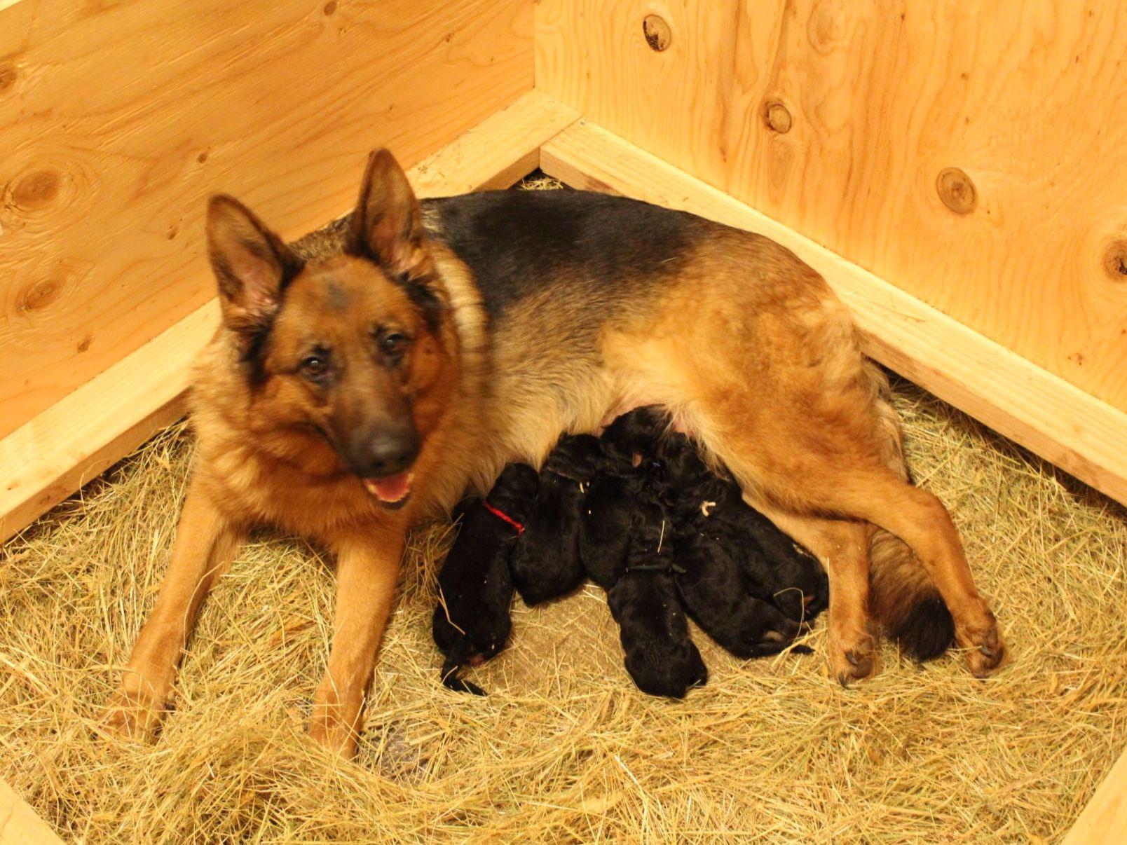 german shepherd puppies washington state helensberg german shepherd kennel breeders vancouver wa german shepherd puppies washington state helensberg german shepherd kennel breeders vancouver wa