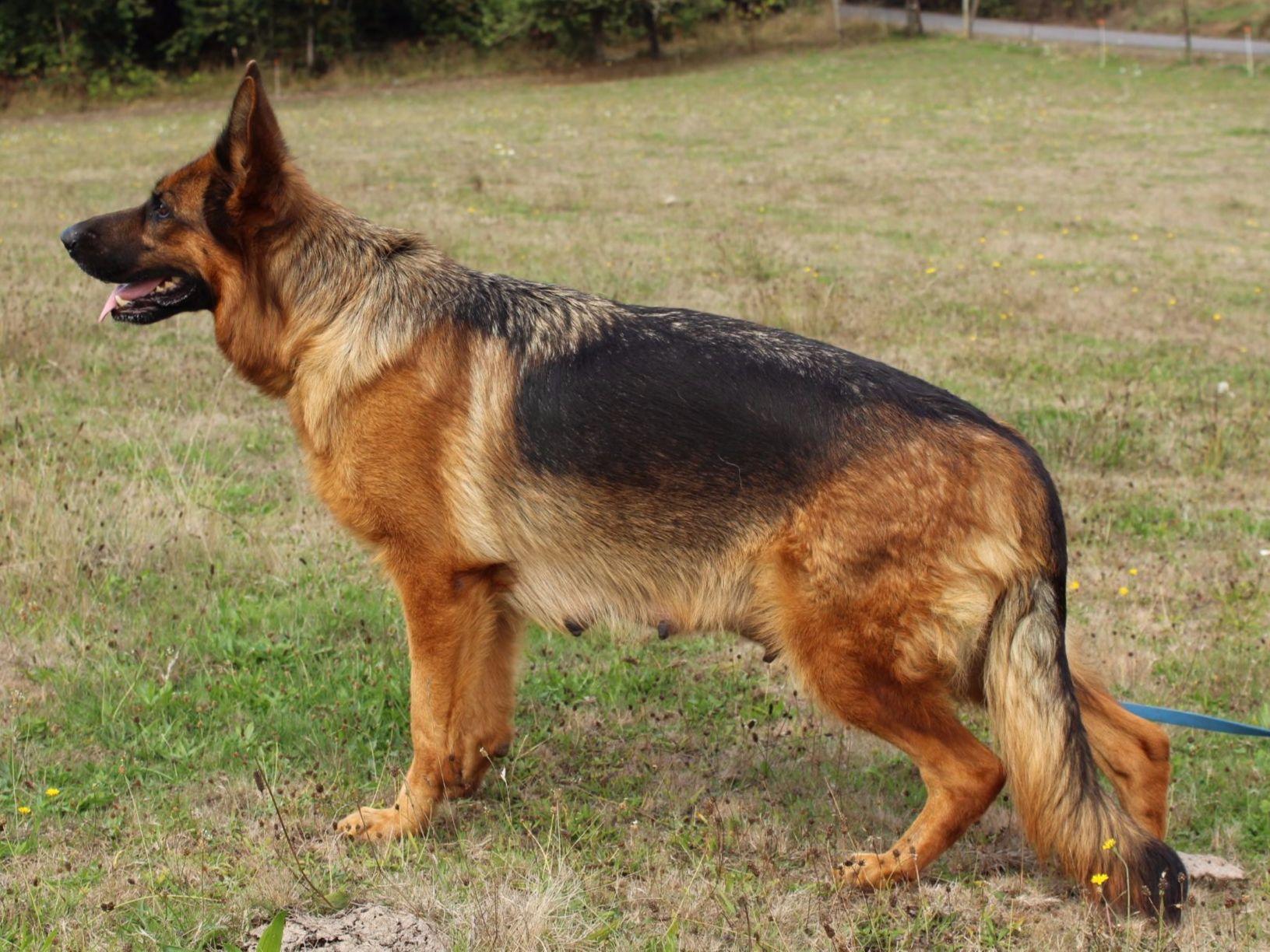 Helensberg German Shepherd Kennel German Shepherd Dog Puppies For Sale