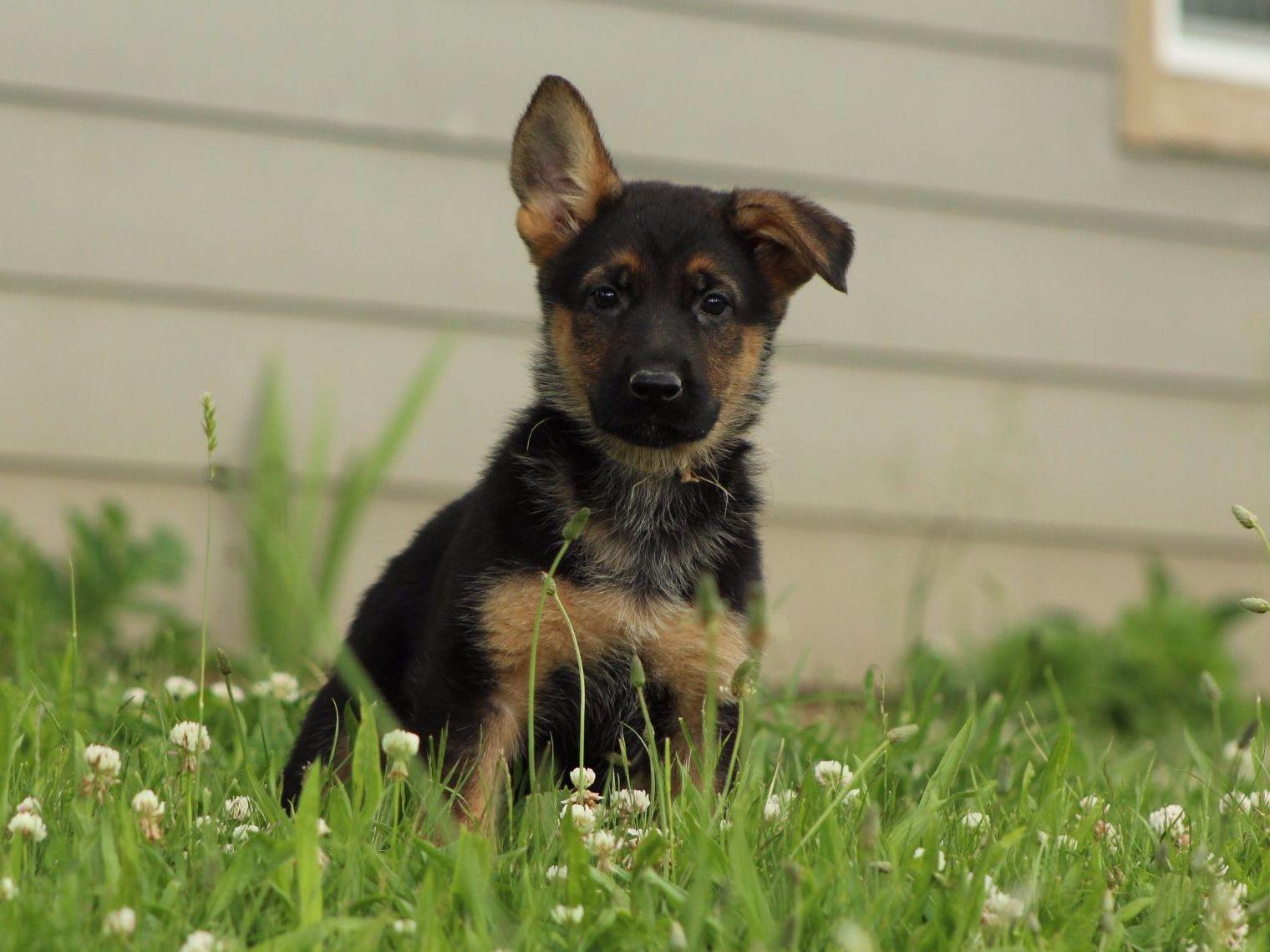 Helensberg German Shepherd Kennel German Shepherd Dog Puppies For Sale