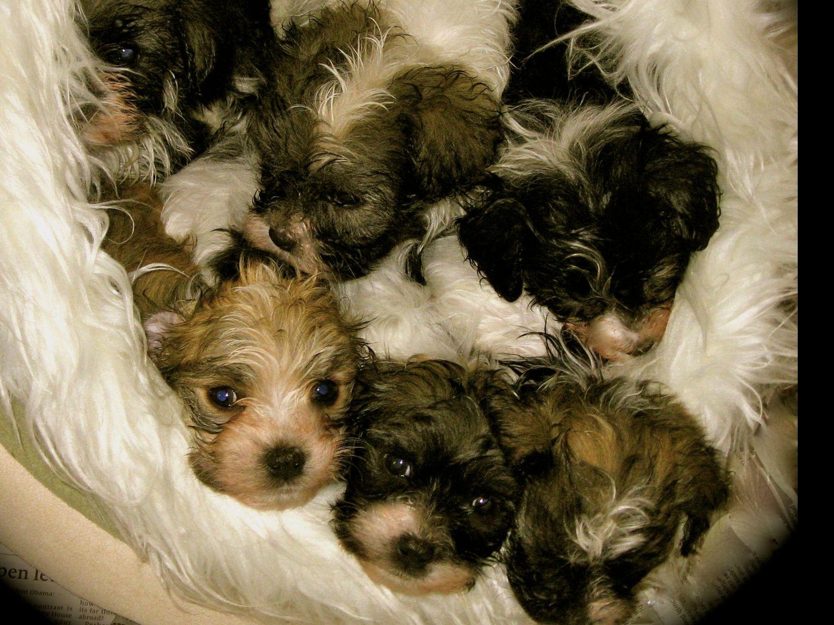 valerie zalman havanese valerie zalman havanese puppies for sale valerie zalman havanese valerie zalman havanese puppies for sale