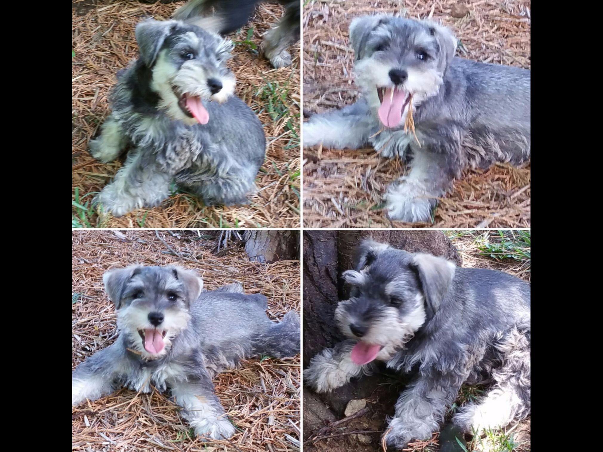 Miniature Schnauzer For Sale by Trudy Schillo American Kennel Club