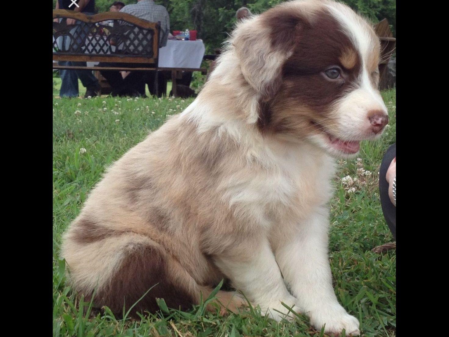 Australian Shepherd/Aussie Puppies For Sale