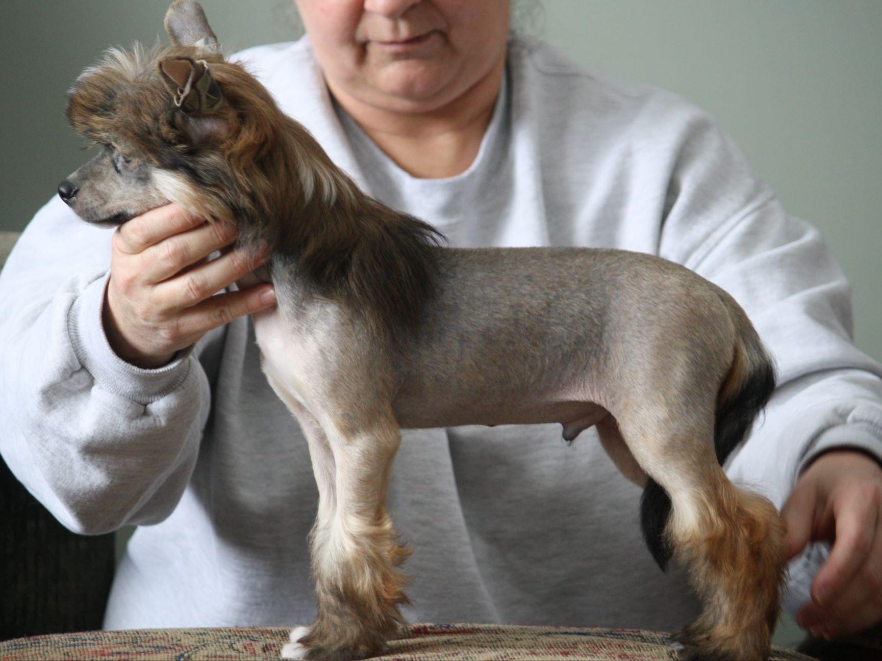 Kerry Leonard Dog Breeders Breckenridge, MI