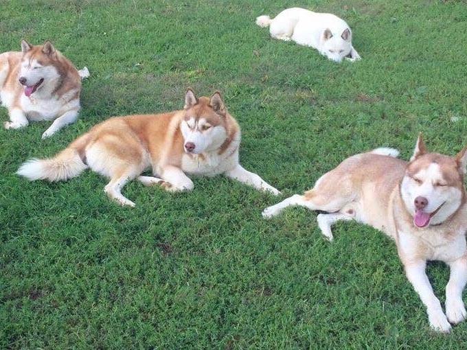 german shepherd puppies for sale in clarksville tn akc puppies for sale near eastman wisconsin akc marketplace german shepherd puppies for sale in clarksville tn akc puppies for sale near eastman wisconsin akc marketplace