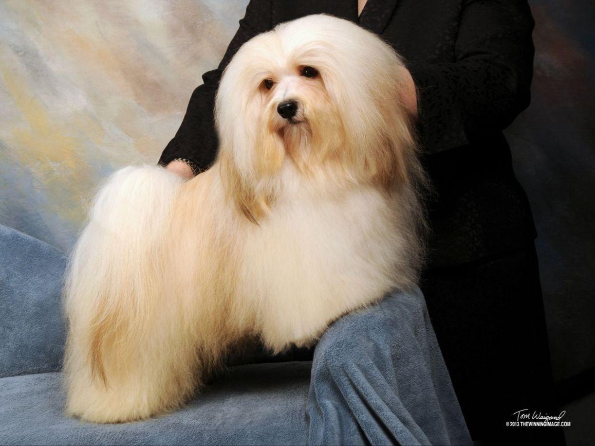 ambler havanese ambler havanese havanese puppies for sale ambler havanese ambler havanese havanese puppies for sale