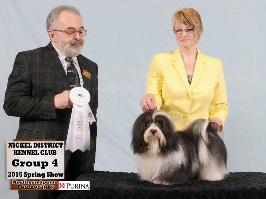 ambler havanese ambler havanese havanese puppies for sale ambler havanese ambler havanese havanese puppies for sale