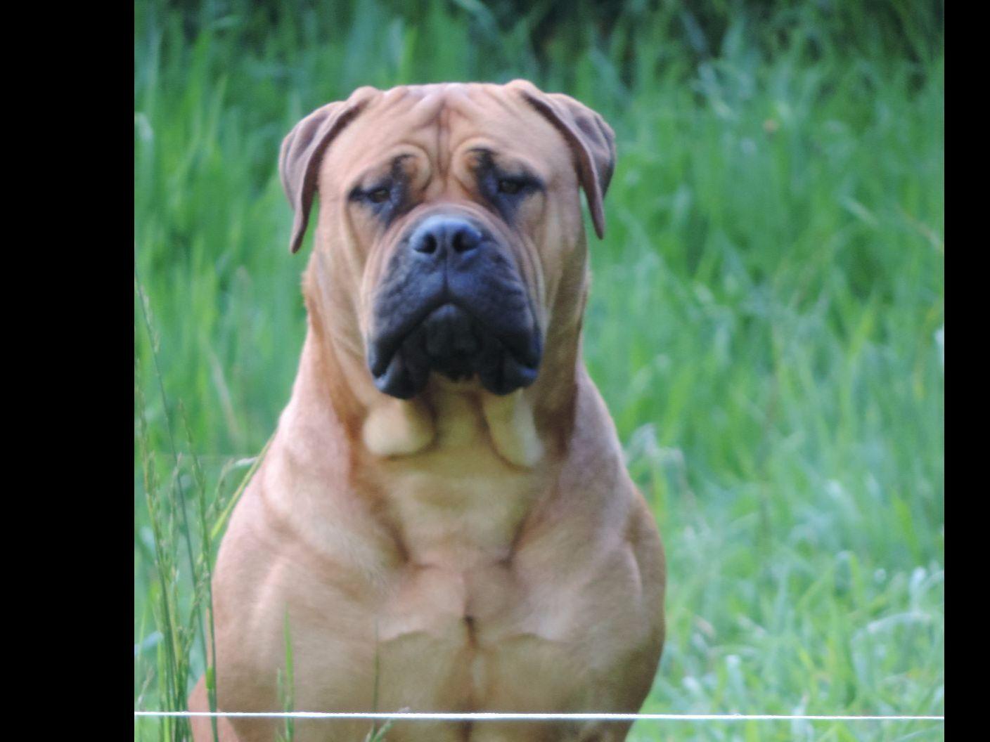 bullmastiff puppies for sale in florida bullmastiff puppies for sale akc marketplace bullmastiff puppies for sale in florida bullmastiff puppies for sale akc marketplace