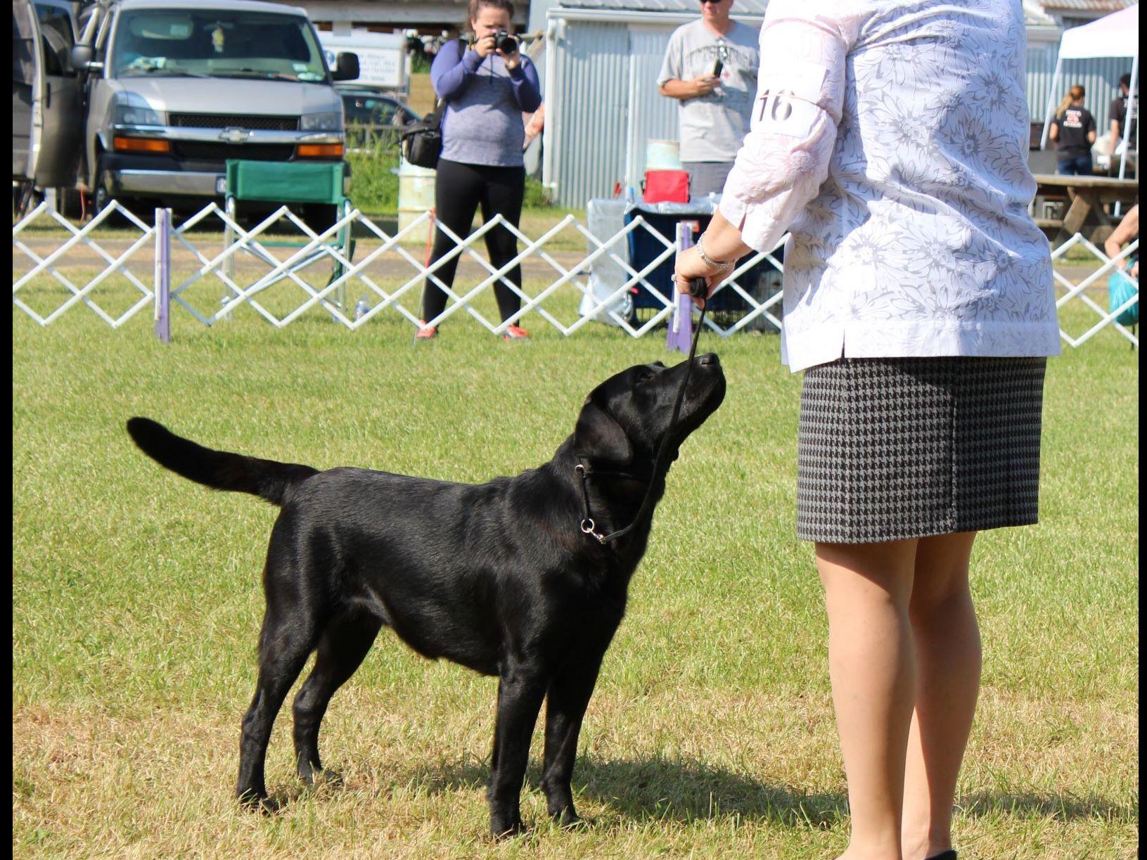 Honeysuckle Labs Labrador Retriever Puppies For Sale