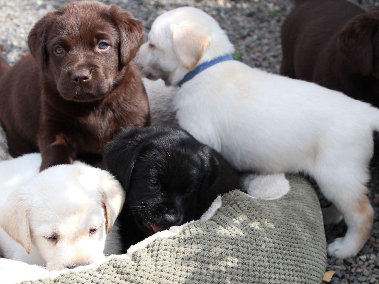 Honeysuckle Labs Labrador Retriever Puppies For Sale