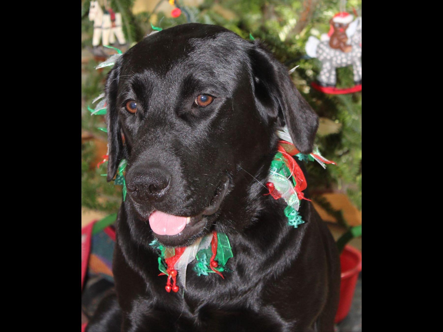 Honeysuckle Labs Labrador Retriever Puppies For Sale