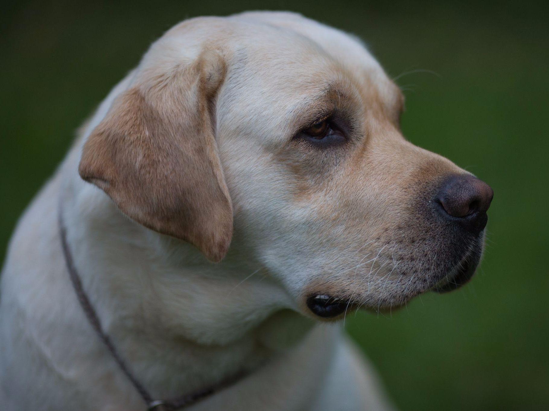 Honeysuckle Labs Labrador Retriever Puppies For Sale