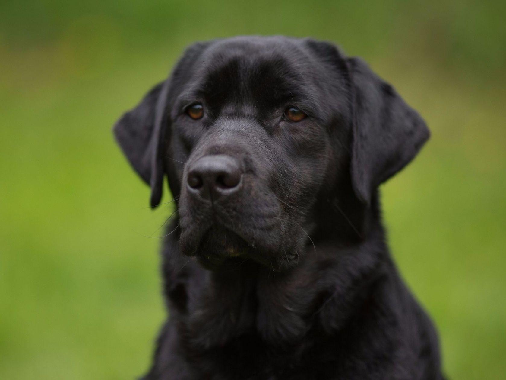 Honeysuckle Labs Labrador Retriever Puppies For Sale