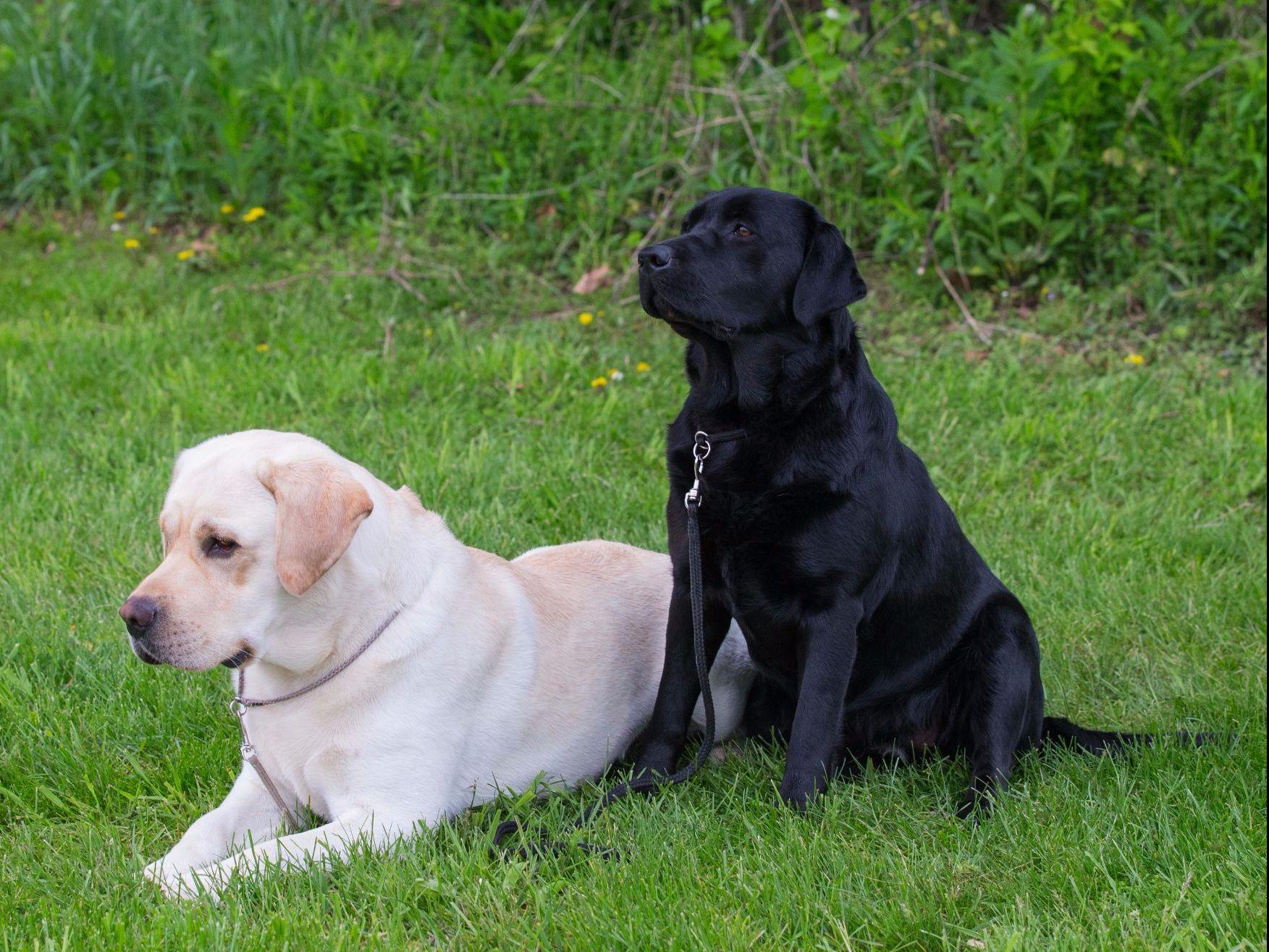 Honeysuckle Labs Labrador Retriever Puppies For Sale