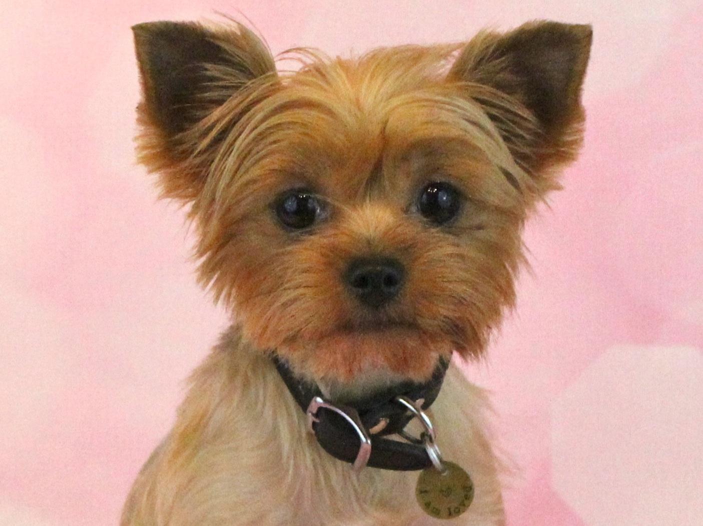 Cougar Town Kennel Dog Breeders Naples, FL