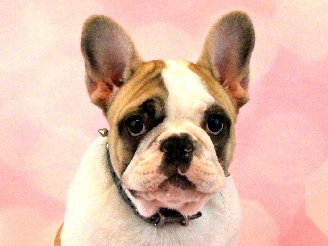 Cougar Town Kennel Dog Breeders Naples, FL