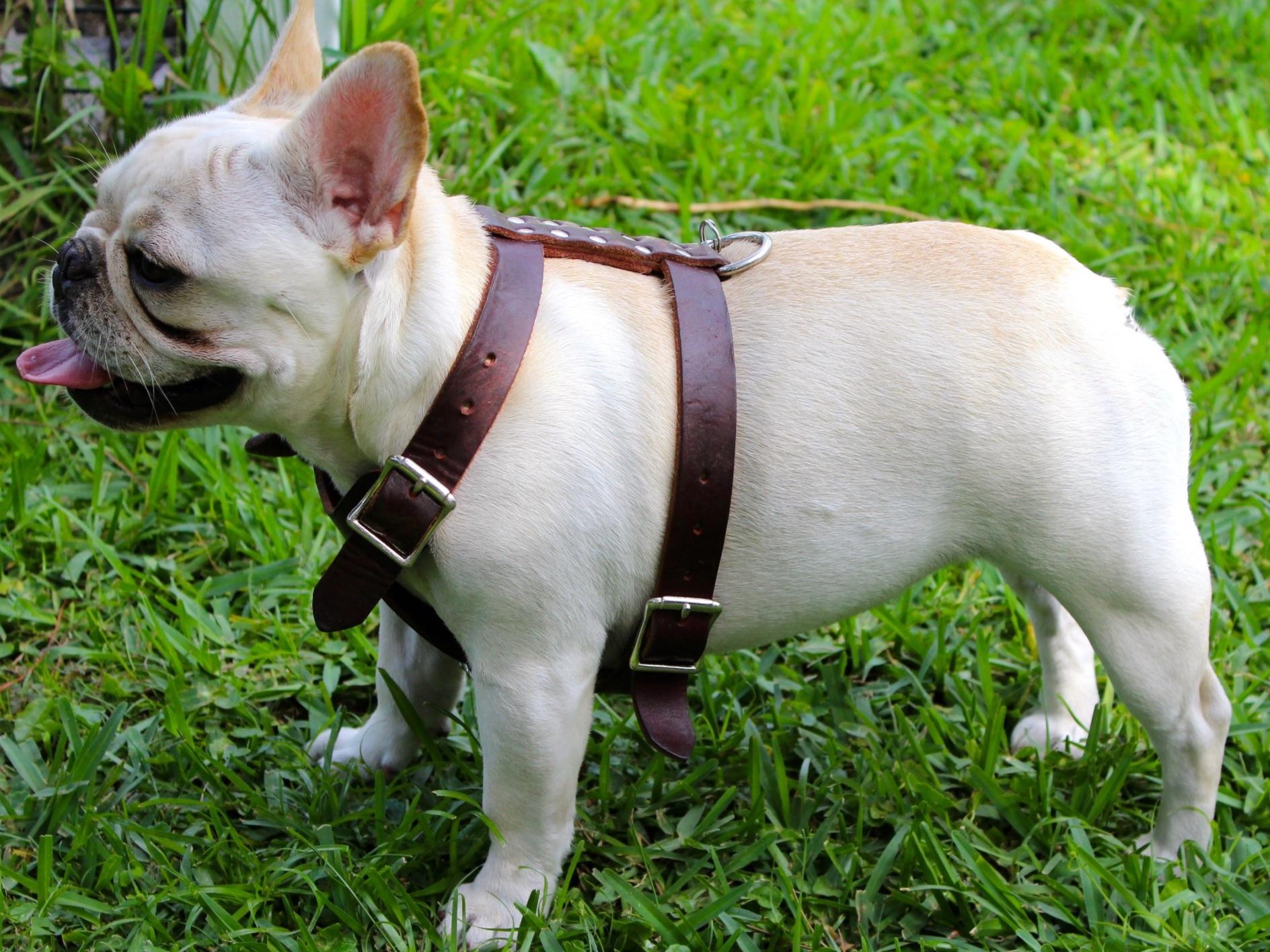 Cougar Town Kennel Dog Breeders Naples, FL