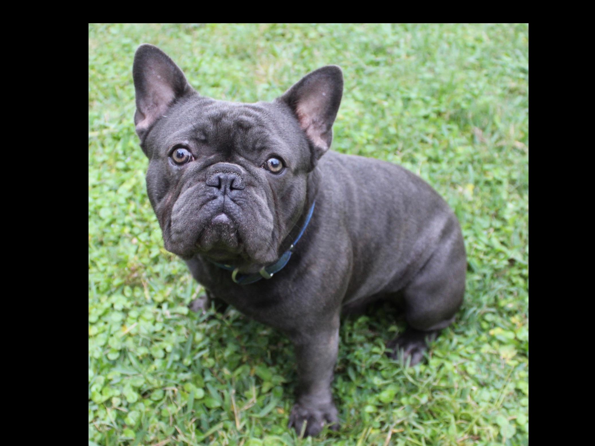 Cougar Town Kennel French Bulldog Puppies For Sale