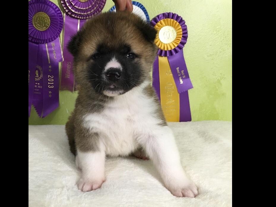best 28 puppies for sale saratoga springs ny best 28 puppies for sale saratoga springs ny