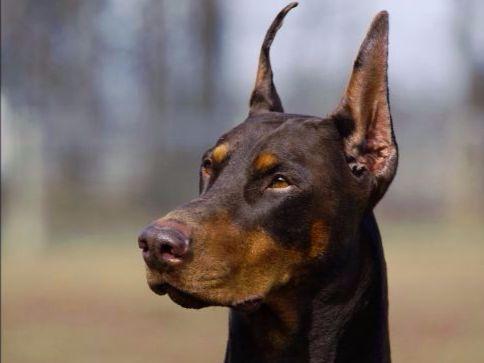 doberman puppies for sale in iowa doberman pinschers puppies doberman puppies for sale in iowa doberman pinschers puppies