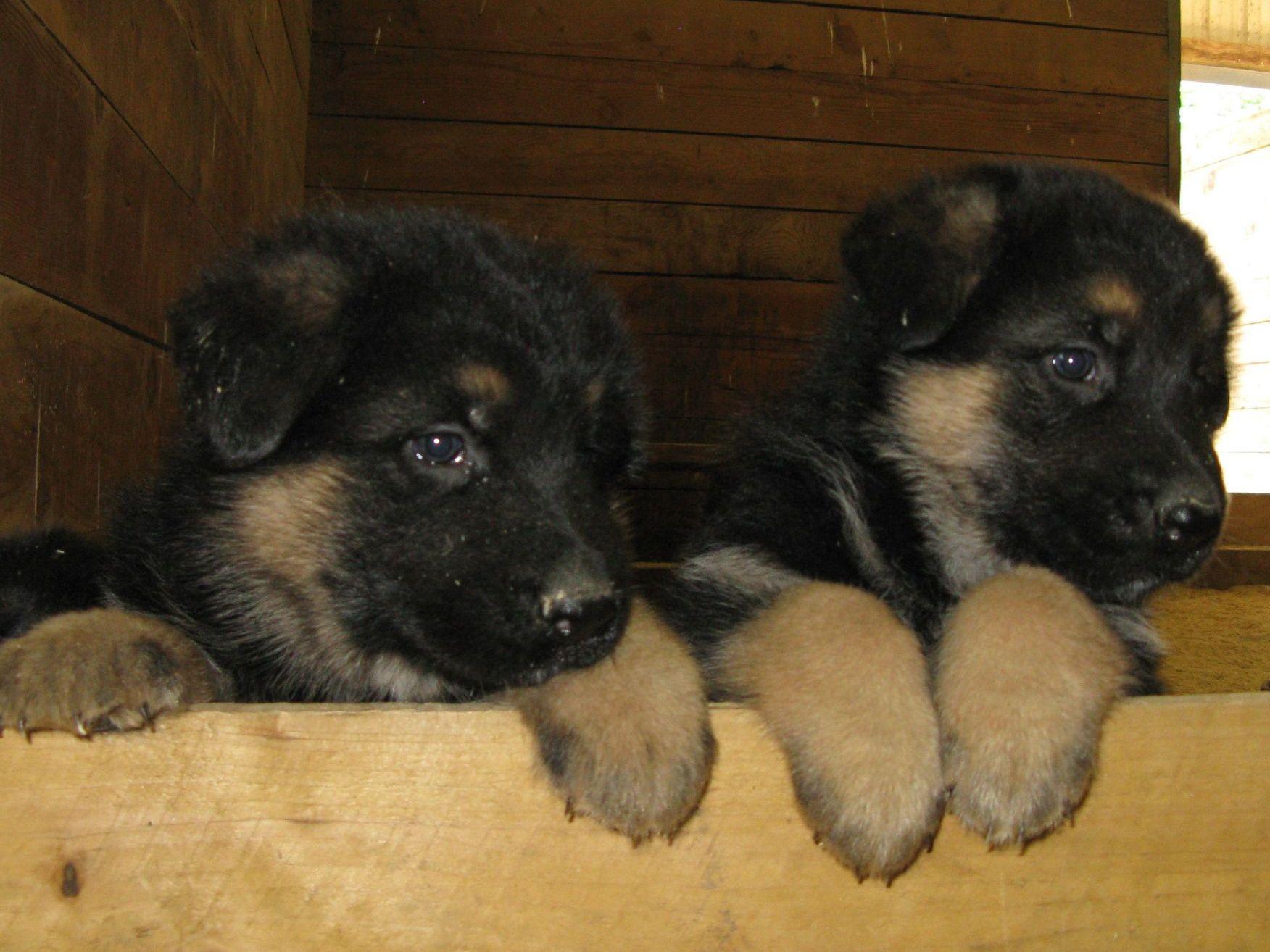 chinook puppies for sale chinook valley farm german shepherd puppies for sale chinook puppies for sale chinook valley farm german shepherd puppies for sale