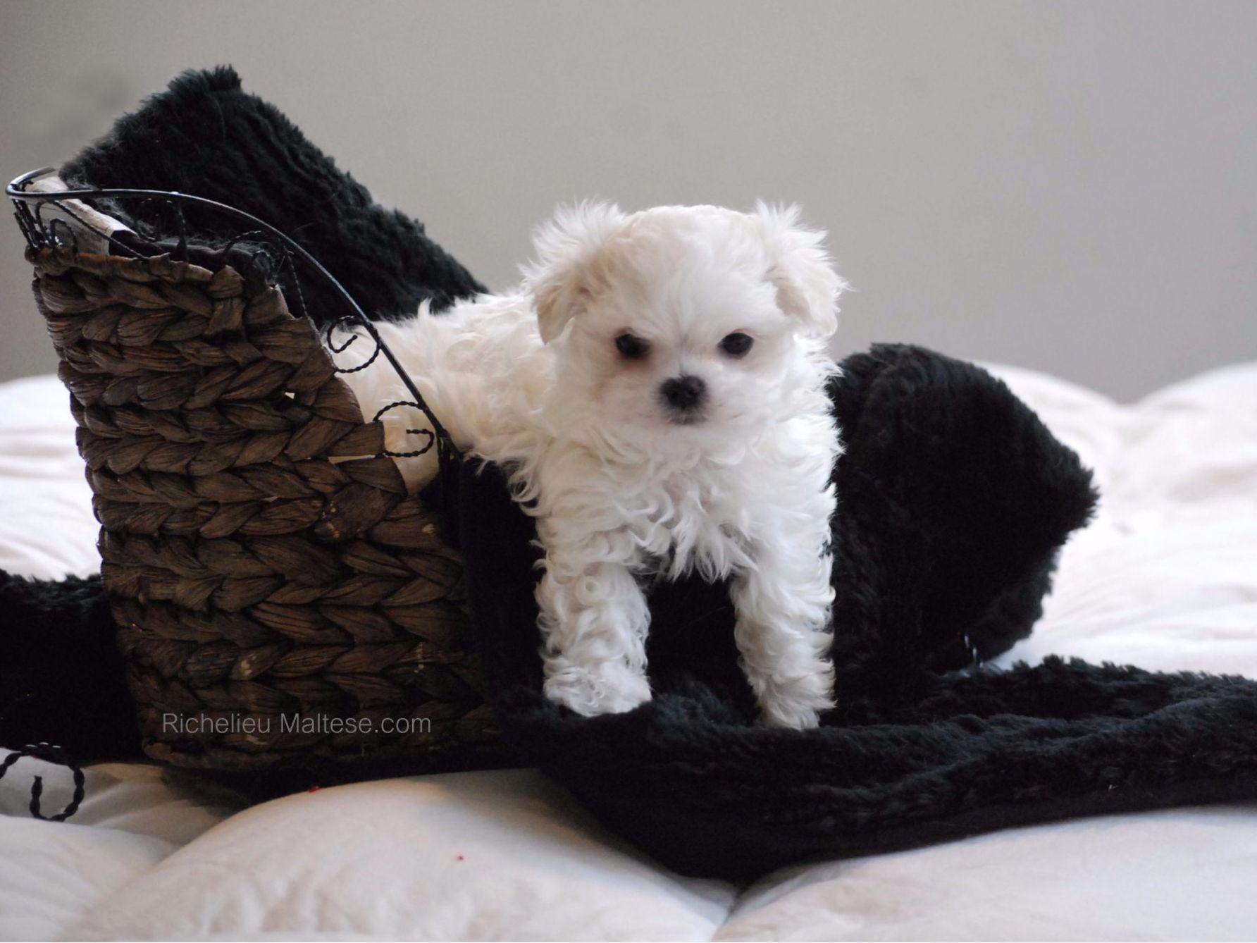 Richelieu Maltese Dog Breeders Knightsen, CA