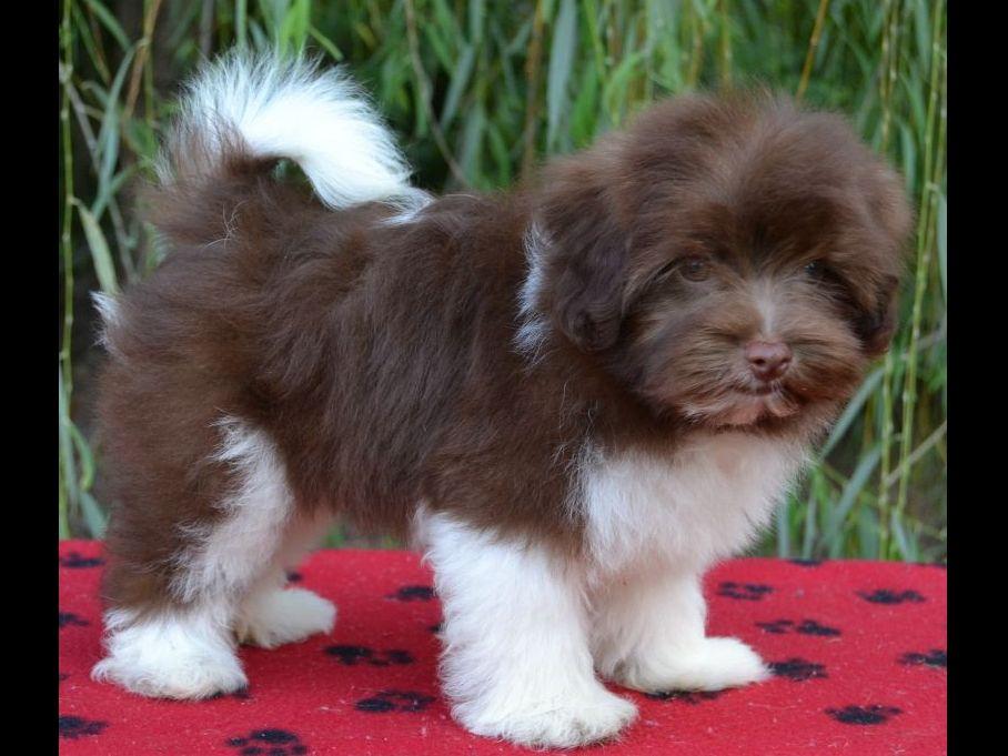 St Francis River Bottom Canines Dog Breeders Puxico, MO