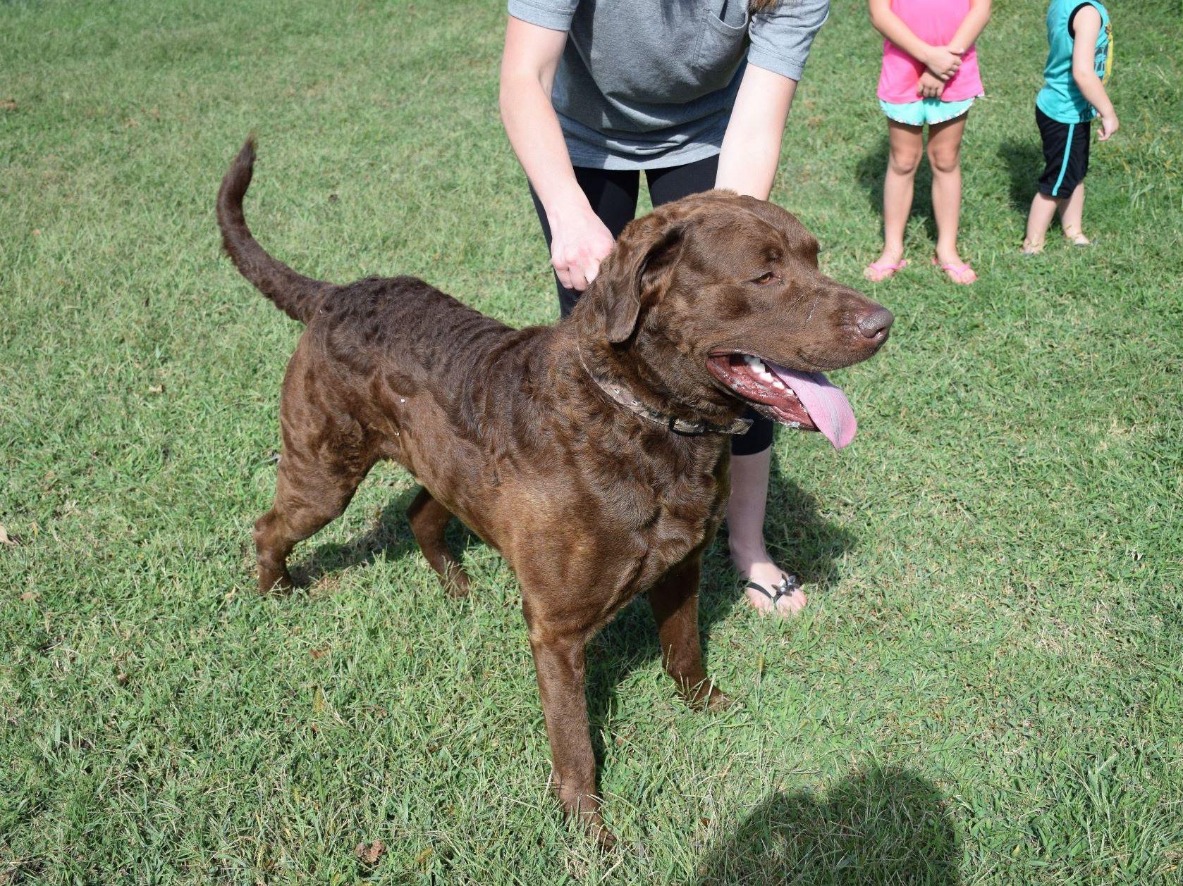 Land Of Promise Chessies Chesapeake Bay Retriever Puppies For Sale