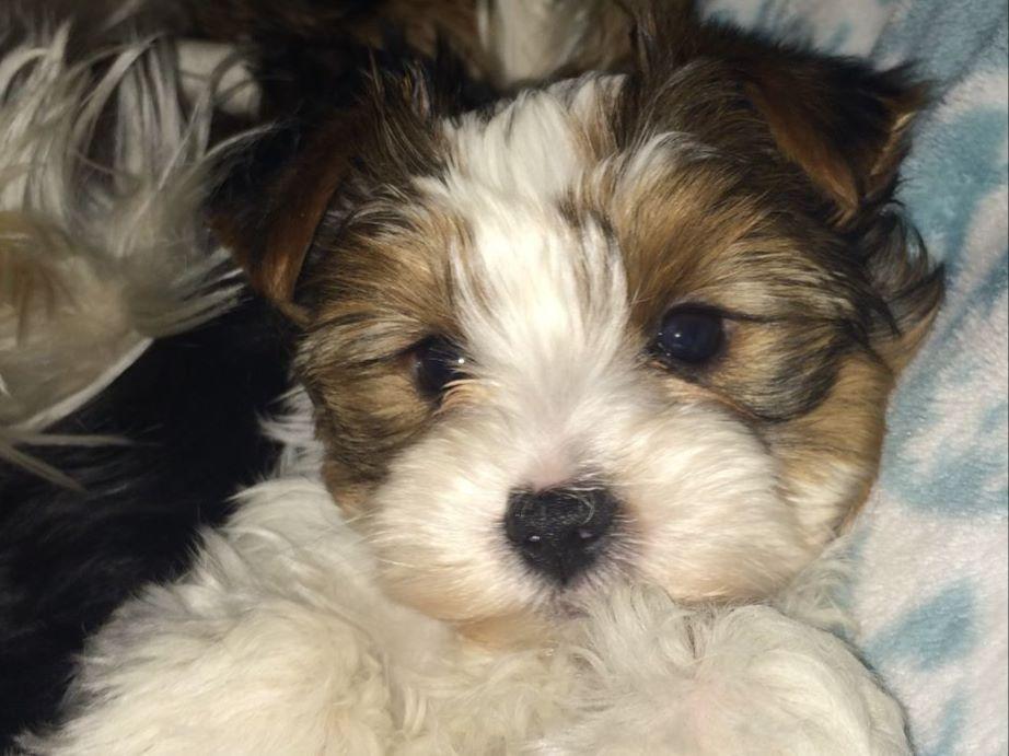 yorkie puppies for sale upstate ny upstate new yorkies terrier puppies for sale yorkie puppies for sale upstate ny upstate new yorkies terrier puppies for sale
