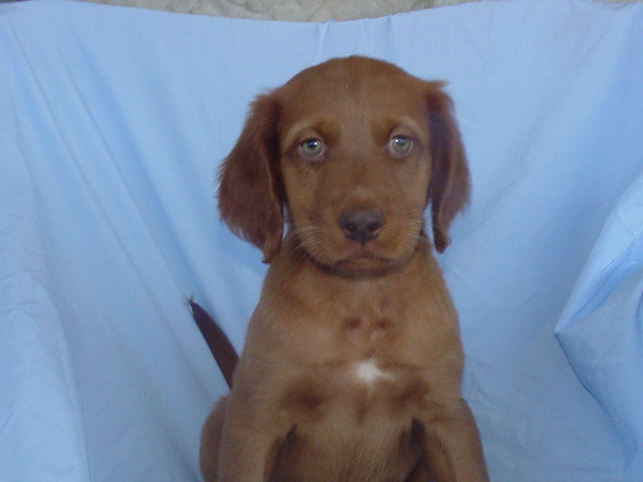 Irish Setter For Sale by S Bubb American Kennel Club