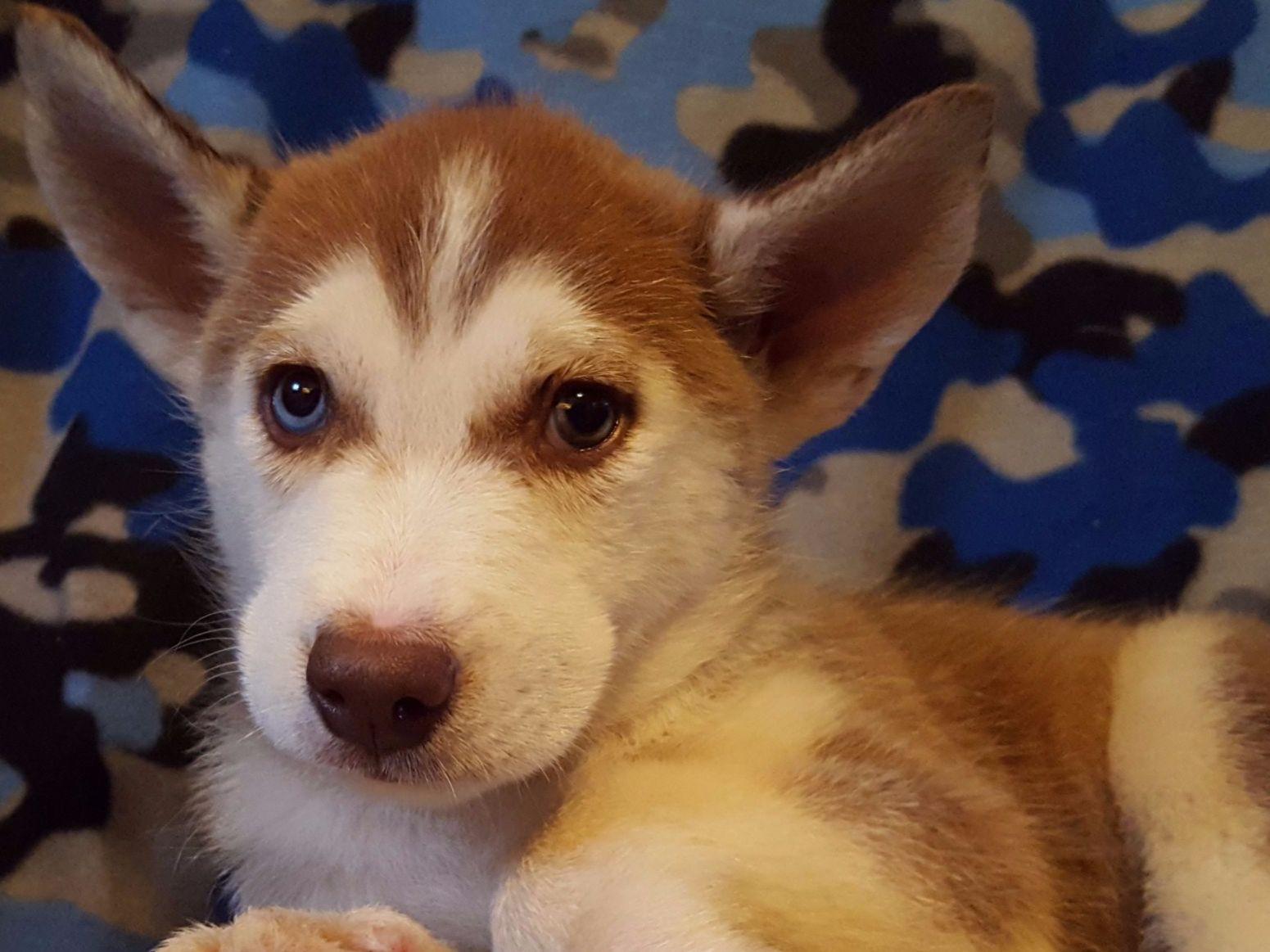 husky puppies ohio ohio siberian husky breeders manchester oh husky puppies ohio ohio siberian husky breeders manchester oh