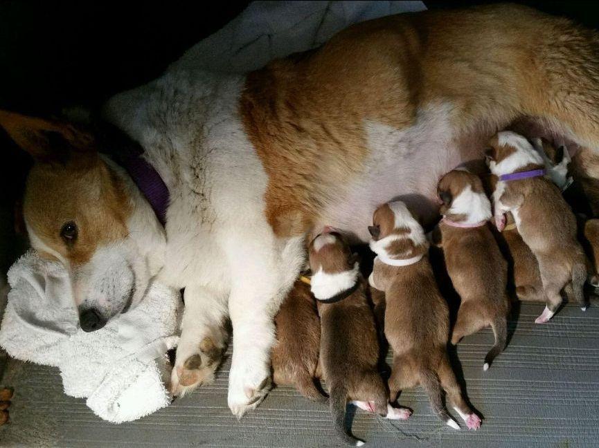 corgi puppies for sale in tn tn corgi pembroke corgi puppies for sale corgi puppies for sale in tn tn corgi pembroke corgi puppies for sale