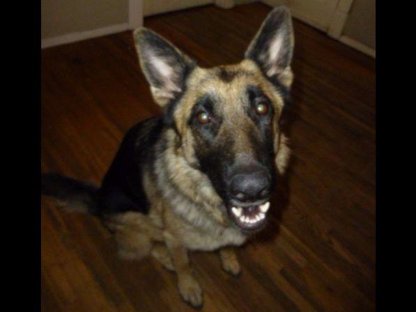 puppies spokane wa german shepherd puppies spokane wa breeders spokane wa puppies spokane wa german shepherd puppies spokane wa breeders spokane wa