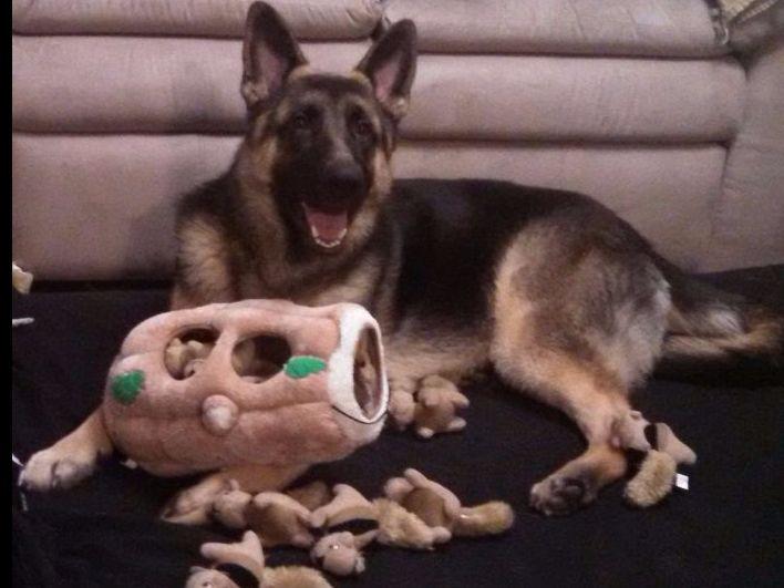 puppies spokane wa german shepherd kennels washington breeds picture puppies spokane wa german shepherd kennels washington breeds picture