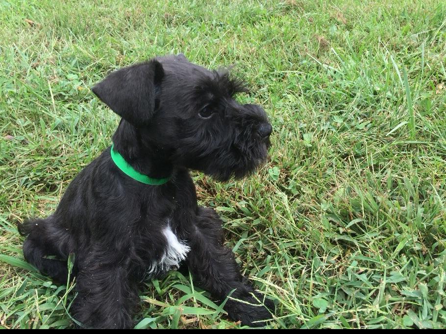 Miniature Schnauzer For Sale by Hayes Mini Schnauzers American Kennel